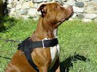 pitbull nylon dog harness