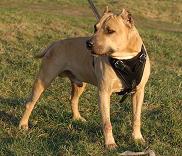 pitbull leather dog harness