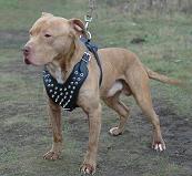 pitbull spiked dog harness