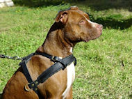 pitbull tracking pulling dog harness