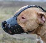 dog muzzle