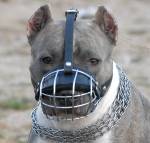 dog muzzle