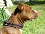 Pitbull collar