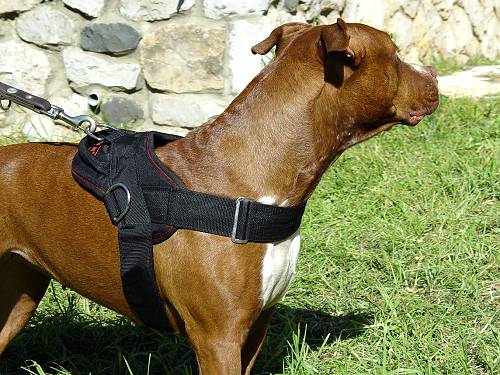 nylon dog harness