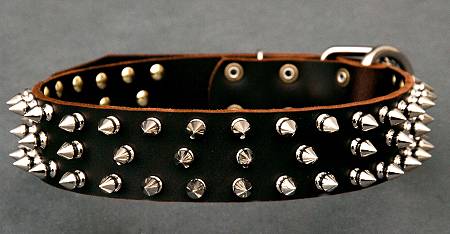 Pit bull spiked collar