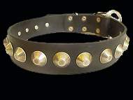 pit bull collar