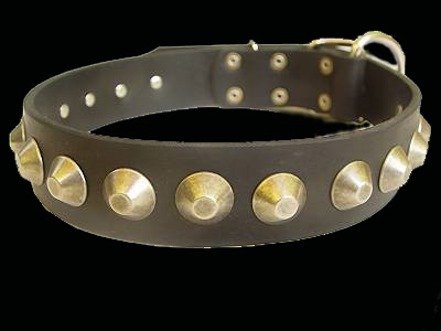 pit bull collar