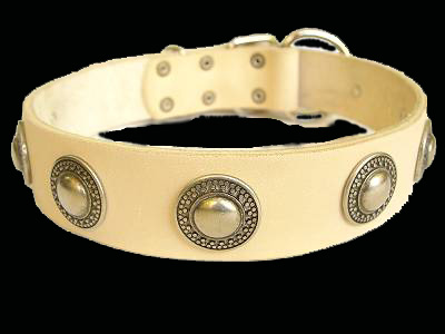 pit bull collar