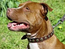 Collars for pitbull