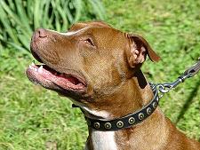 LEather pitbull collar