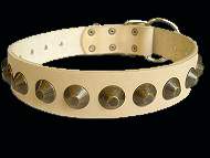 Pitbull leather dog collar