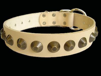 pitbull collar