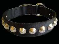 pitbull dog collar