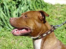 Pit bull collar