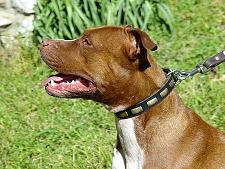 pitbull collar