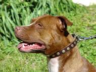 Pit bull collar