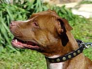 Pit bull collar