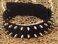 dog collar