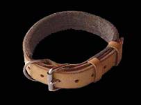 pit bull collar