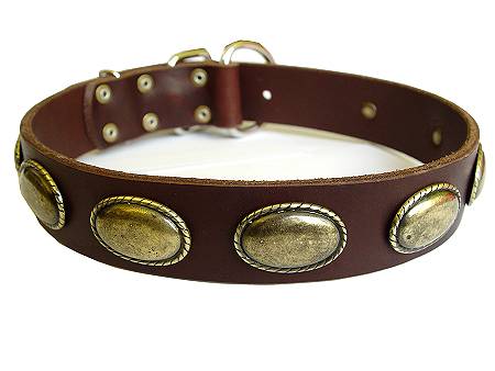 brown dog collar for pitbull