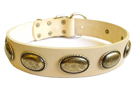 tan dog collar for pitbull