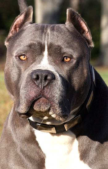 pitbull collar