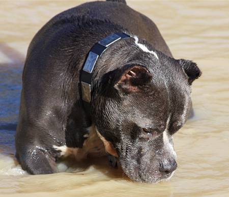 leather dog collar for Pitbull terrier