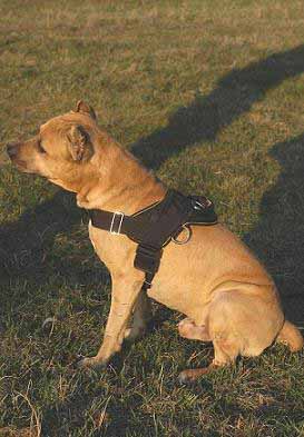 nylon harness for pit bull