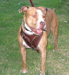 pit bull harness