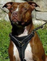 pit bull harness