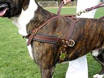 big boxer harness