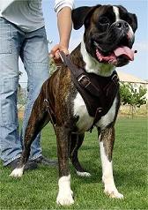 big boxer harness