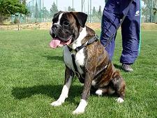 boxer big harness