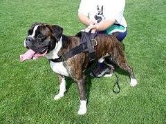 big boxer harness