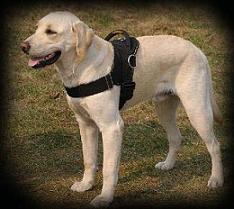 labrador big harness