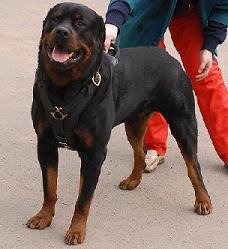 big rottweiler harness