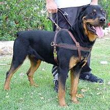 rottweiler big dog harnesses