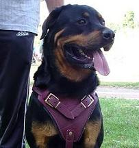 big rottweiler dog harness