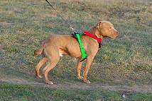 pit bull harness